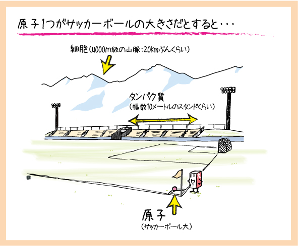 実は「大きな」タンパク質。原子1つがサッカーボールの大きさだとすると...